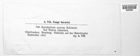 Synchytrium aureum image